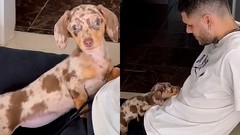 VİDEO İZLE | Mauro Icardi'nin hayvan sevgisi