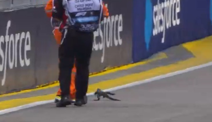Formula 1 yarışına kertenkele dahil oldu