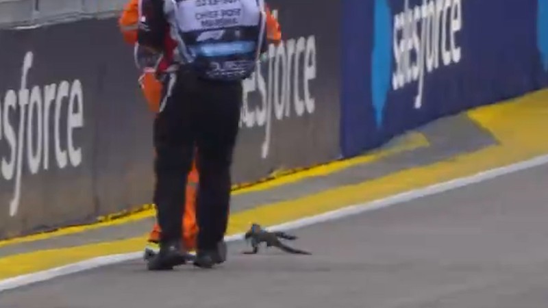 Formula 1 yarışına kertenkele dahil oldu