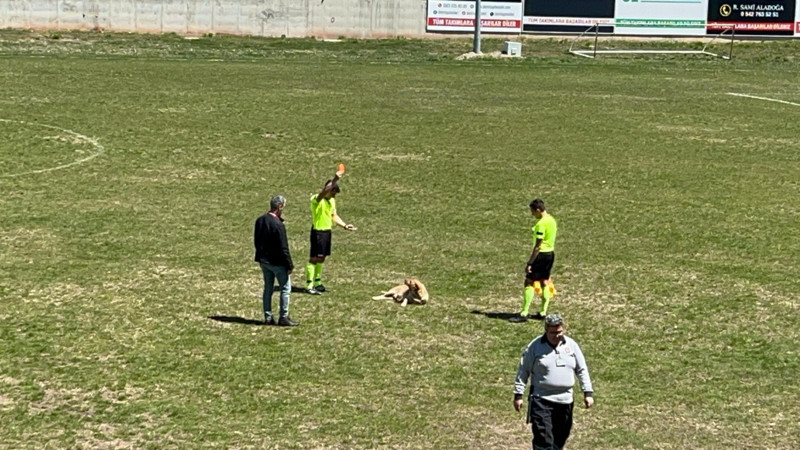 Amatör maçta sahaya giren köpek kırmızı kart gördü